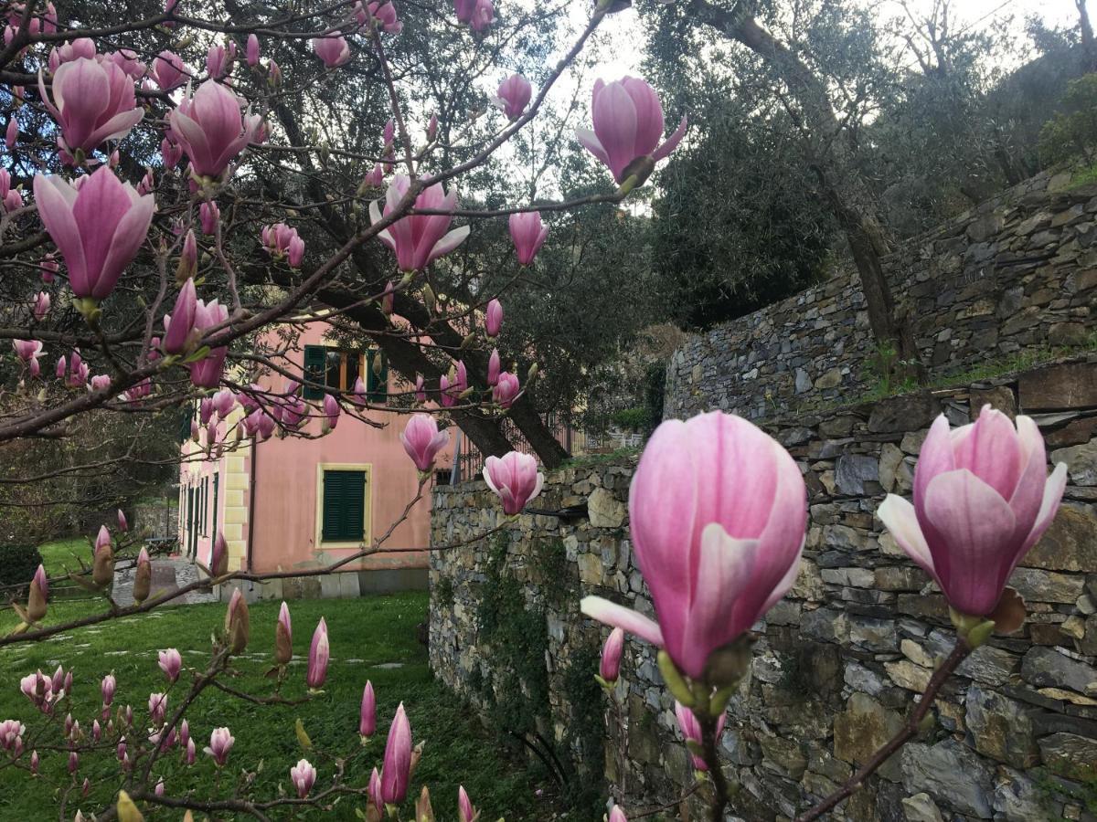 Villa Olivari - Apt La Lavanda Camogli Eksteriør billede