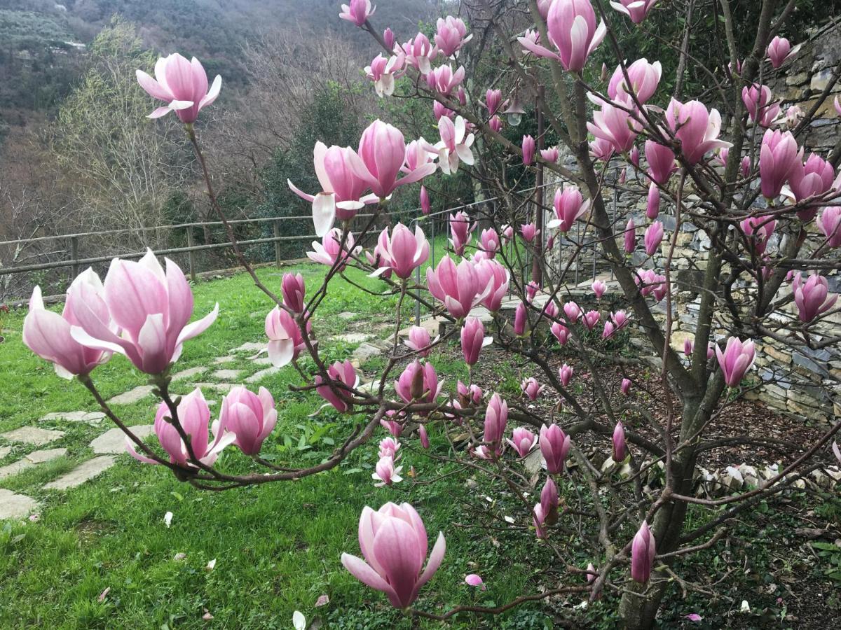 Villa Olivari - Apt La Lavanda Camogli Eksteriør billede