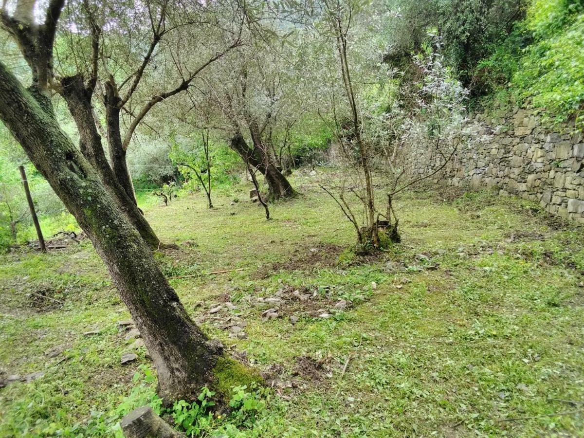 Villa Olivari - Apt La Lavanda Camogli Eksteriør billede