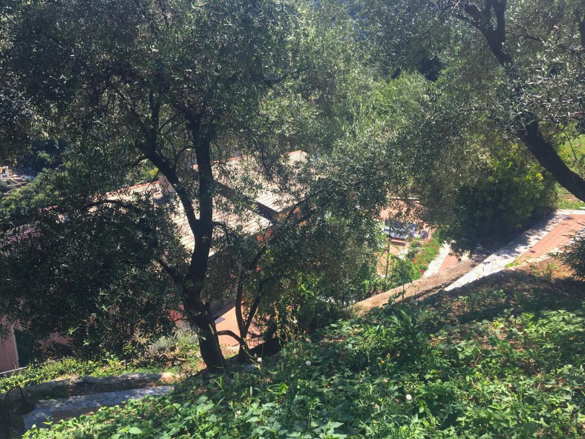 Villa Olivari - Apt La Lavanda Camogli Eksteriør billede